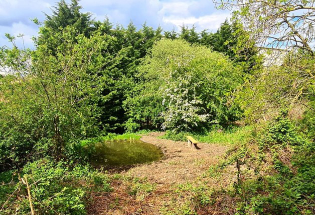 Forest with newly planted trees and plants.