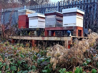 Employee initiative supplementing the development of a bee hive.