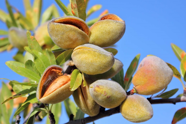 Almonds on tree